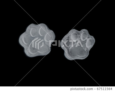 footprint animal footprint animal 67511564