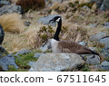 Black and brown canada goose, South Island, New Zealand 67511645