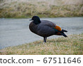 Black and brown duck, South Island, New Zealand 67511646