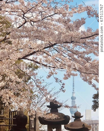 Japan Cherry Blossom and Tokyo Skytree Japan Cherry Blossom and Tokyo Skytree 67511767