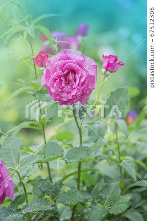 Blooming lavender roses Angel Face on the bush in 67512308