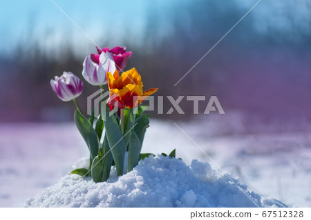 Tulip growing out of snow. Abnormal weather Tulip growing out of snow. Abnormal weather 67512328