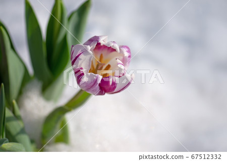 Flowering tulips under the snow Flowering tulips under the snow 67512332