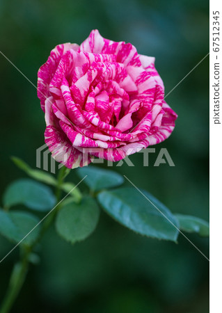 Pink roses Pink Intuition 67512345