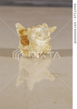 Human vertebrae that forms the spinal column 67512448