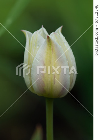 Beautiful tulip Marjolettii 67512546