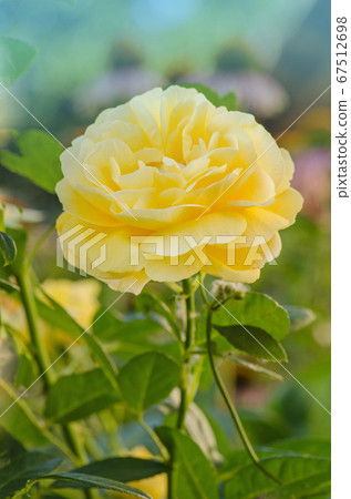 Blossom orange roses Blossom orange roses 67512698