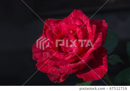 Beautiful red and white striped rose Red Intuition 67512719