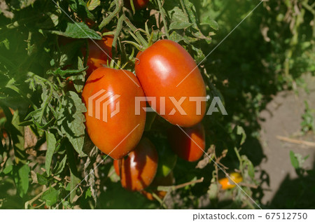 Red tomatoes growing in a greenhouse ready to pick 67512750