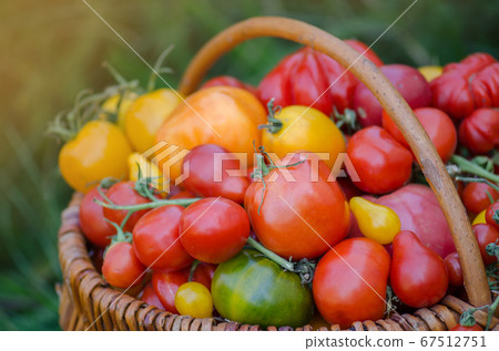 Tomatoes growing in the garden. Freshly harvested 67512751