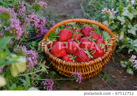 Delicious juicy red strawberries in a basket 67512752