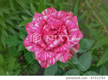 Beautiful pink and white striped rose Pink 67512763