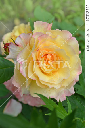 Two tone flower in the garden. Rose petel change Two tone flower in the garden. Rose petel change 67512765