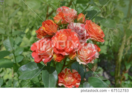 Striped pink orange roses grown 67512783