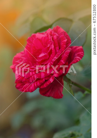 Red roses with white stripes Red Intuition 67512800