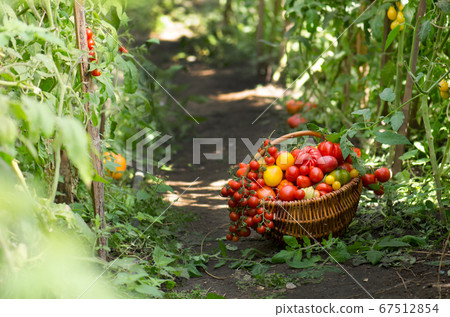 Juicy red tomatoes in basket lying in the summer 67512854