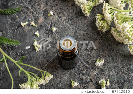 A bottle of yarrow essential oil with fresh yarrow 67512910