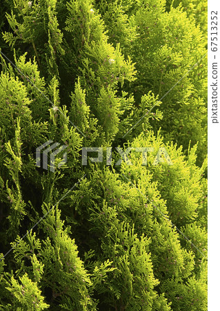 Pine Cypress Pine Cypress 67513252