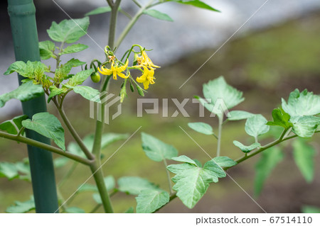 Tomato cultivation Yellow tomato flower (May) Home garden Tomato cultivation Yellow tomato flower (May) Home garden 67514110