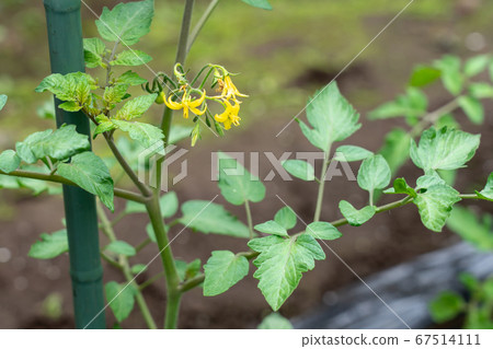 Tomato cultivation Yellow tomato flower (May) Home garden Tomato cultivation Yellow tomato flower (May) Home garden 67514111