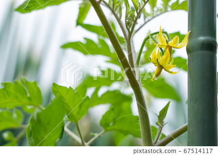 Tomato cultivation Yellow tomato flower (May) Home garden Tomato cultivation Yellow tomato flower (May) Home garden 67514117