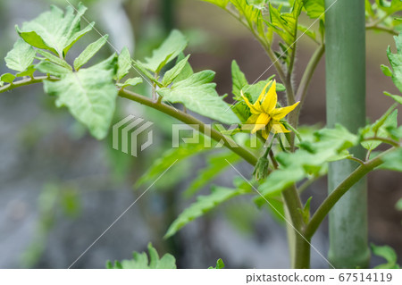 番茄栽培黃色番茄花(五月)家庭花園 番茄栽培黃色番茄花(五月)家庭花園 67514119