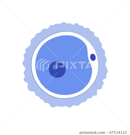 Egg cell anatomy 67514123