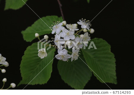 A flower of azuki bean 67514293