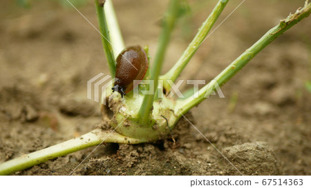 Spanish slug Arion vulgaris snail parasitizes kohlrabi cabbage turnip gongylodes moves garden field, eating ripe plant crops, moving invasive brownish dangerous pest agriculture, farming farm, poison Spanish slug Arion vulgaris snail parasitizes kohlrabi cabbage turnip gongylodes moves garden field, eating ripe plant crops, moving invasive brownish dangerous pest agriculture, farming farm, poison 67514363