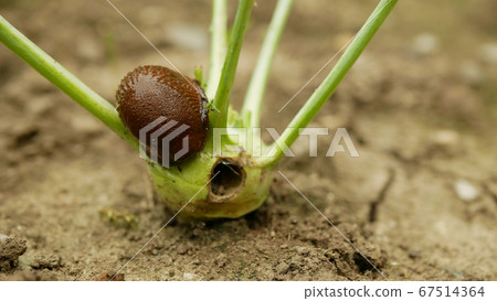 Slug Arion vulgaris snail spanish parasitizes kohlrabi cabbage turnip gongylodes moves garden field, eating ripe plant crops, moving invasive brownish dangerous pest agriculture, farming farm, poison 67514364