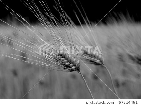 Barley Barley 67514461
