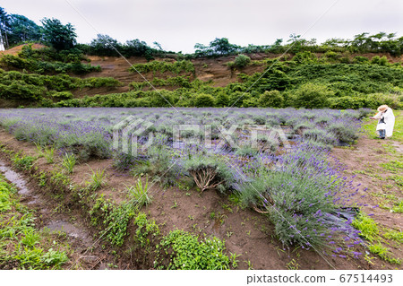 薰衣草在雨季盛開在雨季 薰衣草在雨季盛開在雨季 67514493