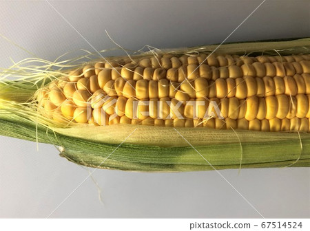 Up of corn with peeled skin Up of corn with peeled skin 67514524