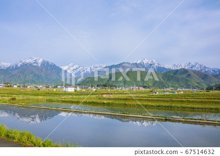 Gotateyama mountain range and paddy field [Omachi city in early summer] 67514632