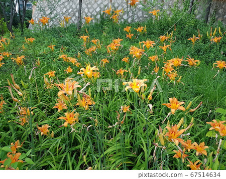 Plants. Nari. In the park 67514634