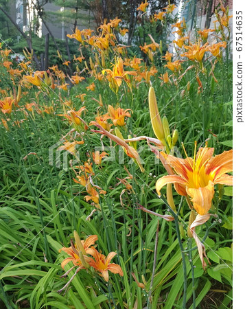 Plants. Nari. In the park 67514635