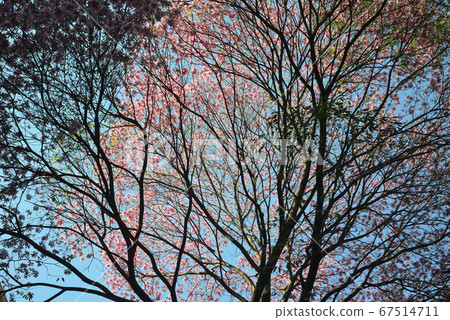 Ippe rocho和藍天 67514711