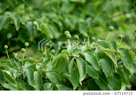 Young dogwood fruit 67514715