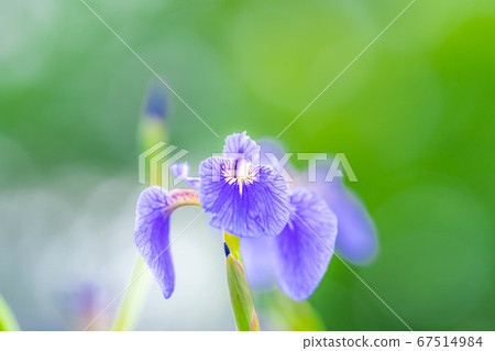 Flowers of Himalayan iris [Nagano Prefecture] 67514984
