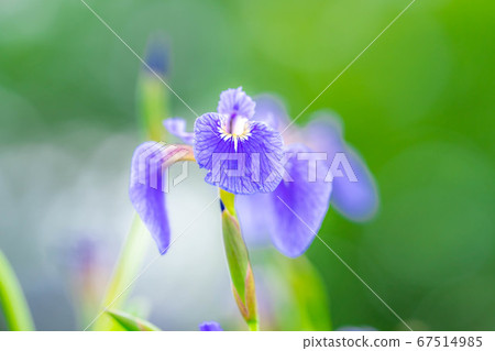 Flowers of Himalayan iris [Nagano Prefecture] 67514985