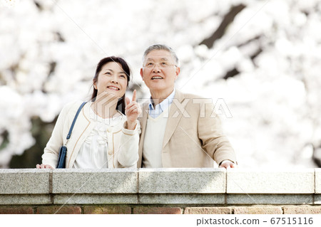Middle-aged couple watching cherry blossoms 67515116