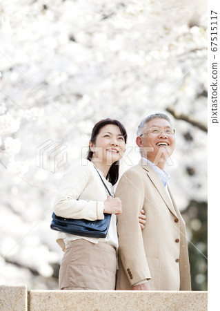 Middle-aged couple watching cherry blossoms 67515117