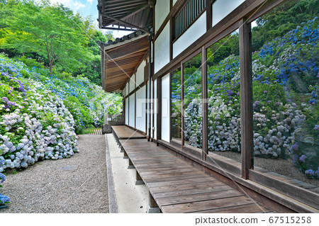 [Kannonji（繡球花）]京都府福知山市Kannonji 67515258