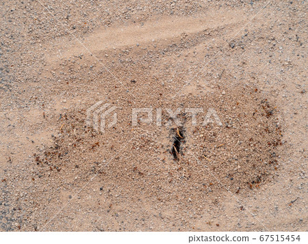 Many ants going in and out of their nest Many ants going in and out of their nest 67515454
