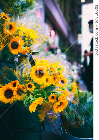 The scenery of the flowers lined up at the storefront in the city makes you feel relaxed. The scenery of the flowers lined up at the storefront in the city makes you feel relaxed. 67516002