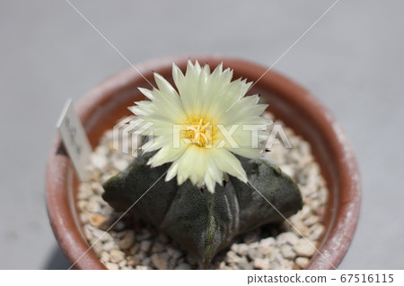 Cactus lampeau ball cactus flower 67516115