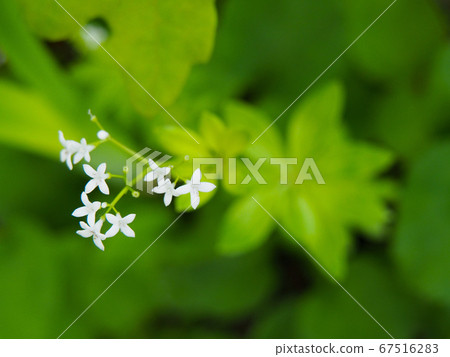 Caterpillar 67516283