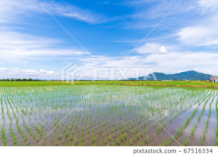 水稻種植後 水稻種植後 67516334