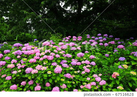 Hydrangea blooming in the forest in Kitakami City, Iwate Prefecture 67516628
