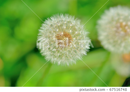 Fluffy white fluffy dandelion has finished blooming 67516748